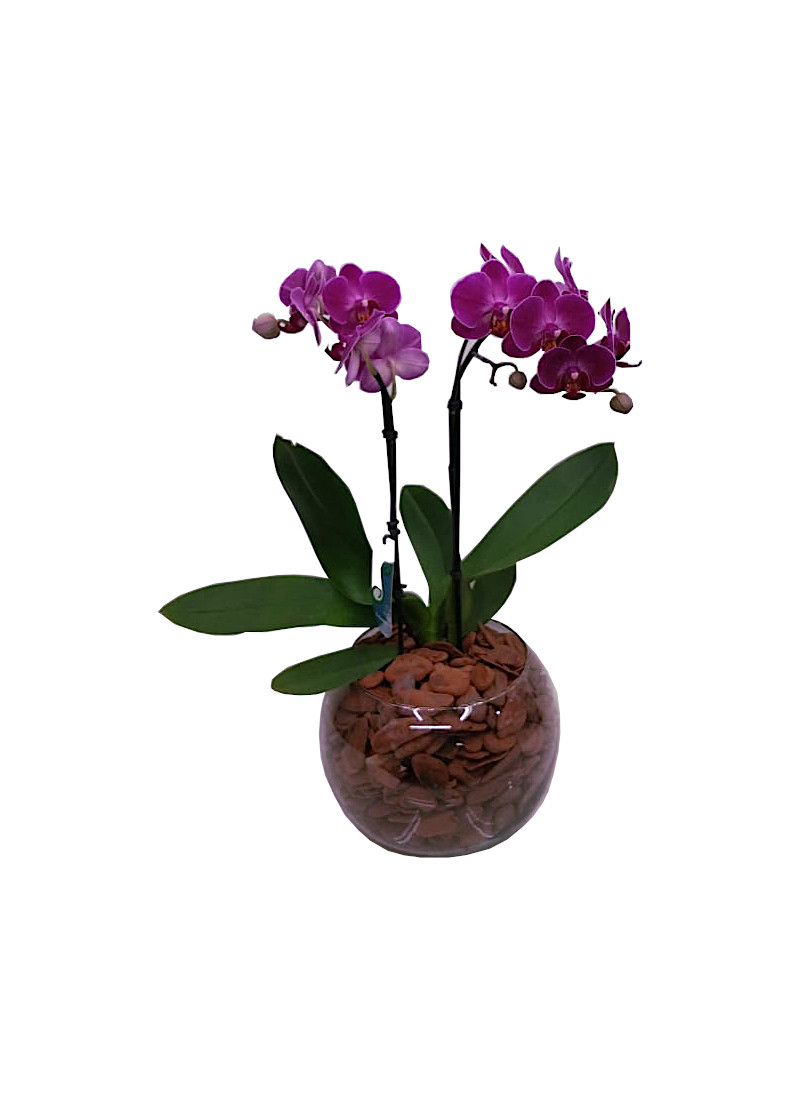 MIni Orquidea Lilas no Vidro – You Flores