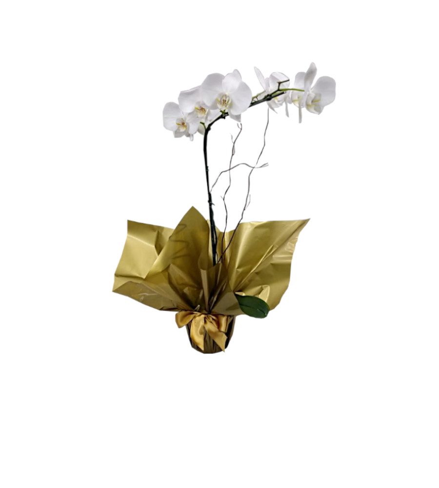 Orquidea Branca Decorada – You Flores