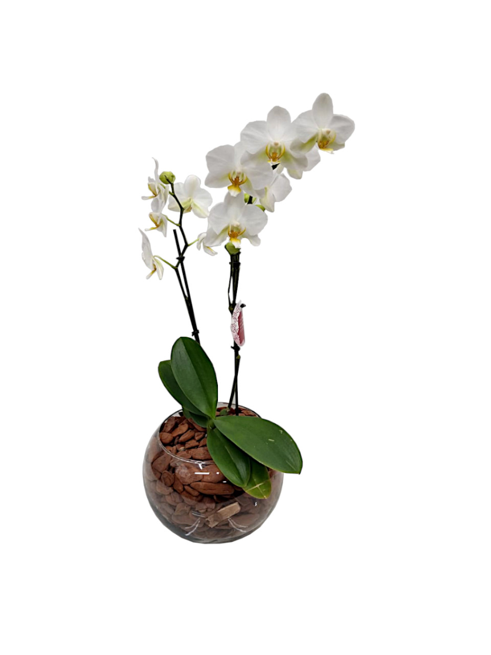 Mini Orquidea Branca no Vidro – You Flores