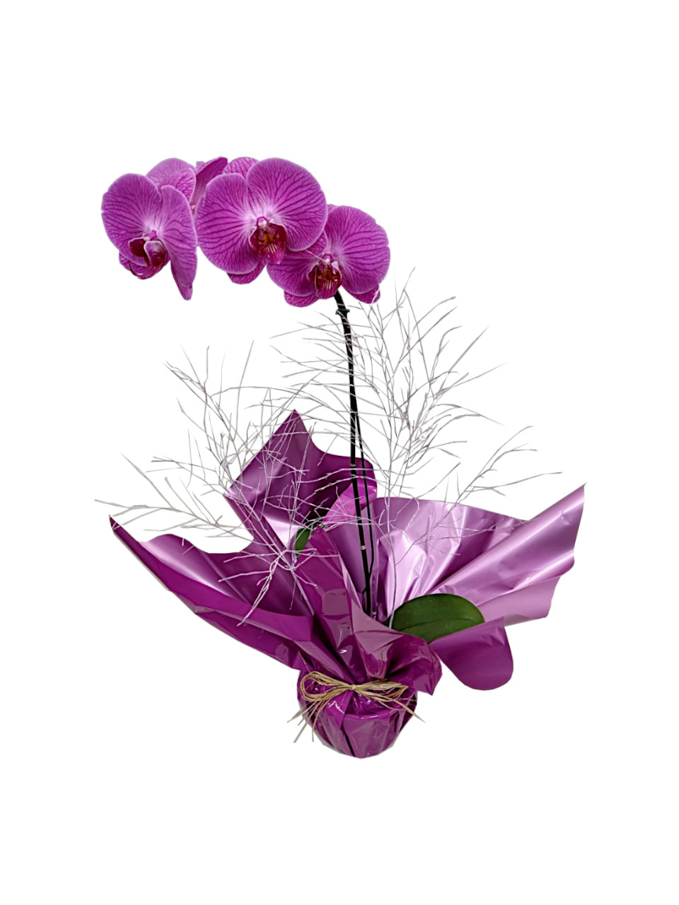 Orquidea Lilas para presente – You Flores